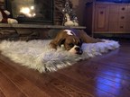 A Great Holiday Gift Guide Addition: The Innovative and Attractive PupRug™ Pet Bed