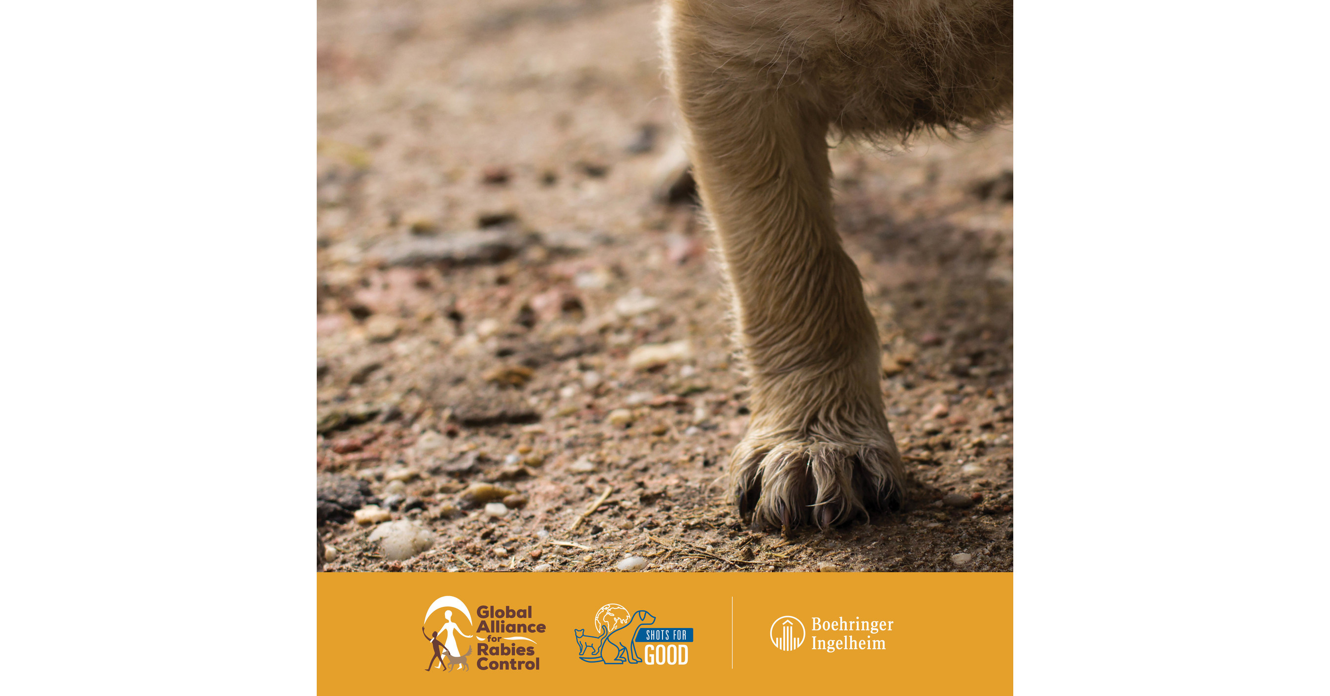 Resources  Global Alliance for Rabies Control