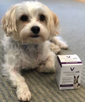 Visbiome Vet is a high potency veterinary probiotic for dogs which is used to support normal inflammatory response in the GI tract and to help maintain gut health. Each dose contains 112.5 billion live bacteria and is shipped and stored cold to ensure maximum potency.