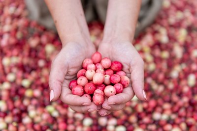 On September 13, 2018, Ocean Spray Cranberries, Inc. kicked off the 2018 cranberry harvest season with a passion for pink - PINK CRANBERRIES, that is!  This first-ever pink cranberry harvest was created in support of breast cancer awareness and the cooperative's new partnership with the National Breast Cancer Foundation, Inc.