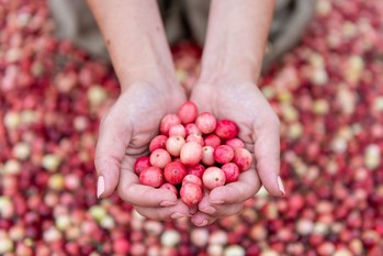 On September 13, 2018, Ocean Spray® Cranberries, Inc. kicked off the 2018 cranberry harvest season with a passion for pink - PINK CRANBERRIES, that is!  This first-ever pink cranberry harvest was created in support of breast cancer awareness and the cooperative's new partnership with the National Breast Cancer Foundation, Inc.®