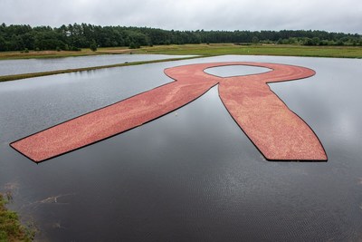 On September 13, 2018, Ocean Spray Cranberries Inc. conducted it's first-ever pink cranberry harvest in support of breast cancer awareness and their new partnership with the National Breast Cancer Foundation, Inc..   The floating ribbon featured approximately 15.5 million pink cranberries.