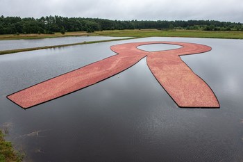 On September 13, 2018, Ocean Spray® Cranberries Inc. conducted it’s first-ever pink cranberry harvest in support of breast cancer awareness and their new partnership with the National Breast Cancer Foundation, Inc.®.   The floating ribbon featured approximately 15.5 million pink cranberries.