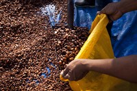 Mars_Cocoa_Harvest_Cote_d_Ivoire
