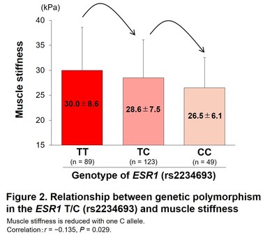 Relationship between genetic polymorphism in the ESR1 T/C (rs223493) and muscle stiffness (PRNewsfoto/Juntendo University)