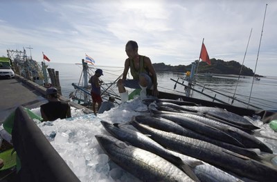 The Thai government spares no effort in its fight against illegal unreported and unregulated (IUU) fishing