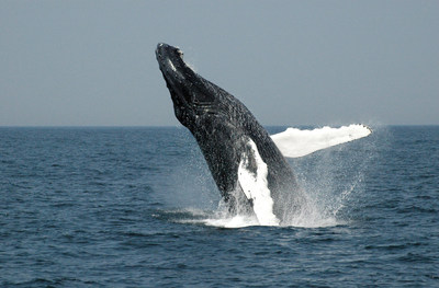 A humpback whale breaching. Photo: World Animal Protection. (CNW Group/World Animal Protection)