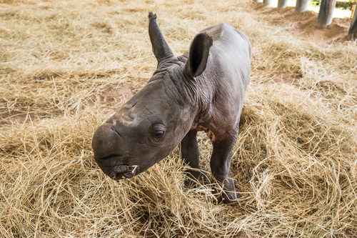 Southern White Rhinoceros Gives Birth At Zootampa At Lowry Park