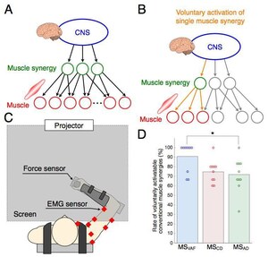 University of Electro-Communications eBulletin: Elucidating Mechanisms of Voluntary Control of Human Multi-muscle