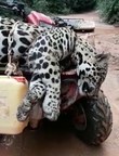 Undercover investigation: Shocking new evidence finds wild jaguars cruelly poached to fuel traditional Asian medicine trade