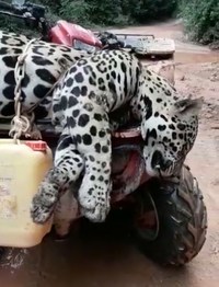 Jaguars in Suriname Poached for Traditional Chinese Medicine