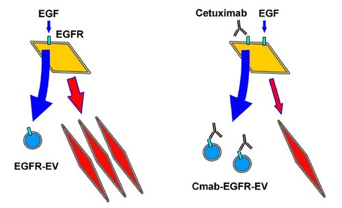 When EGF attaches to EGFR in OSCC cells, secretion of EGFR-EV and activation of EMT (illustrated as red diamonds), are seen (left). However, the effects of cetuximab on EGF-driven cells led to increased EGFR-EVs, which also contained cetuximab (Cmab-EGFR-EV), along with a partial suppression of EMT (right). (PRNewsfoto/Okayama University)