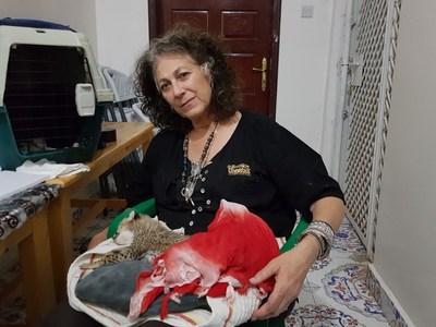 Dr. Laurie Marker traveled to Hargeisa, Somaliland, earlier this month – ground zero for cheetah traffickers -- where she provided emergency care for extremely sick cubs confiscated from smugglers at a ‘safe house’ CCF maintains in the city.  