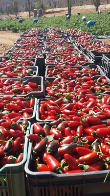 Arenoso harvest in-progress on September 26, 2018