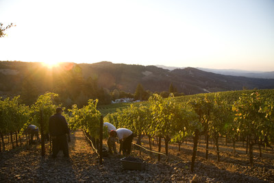 Early morning harvest in Napa Valley. Photo by Jason Tinacci for the Napa Valley Vintners.