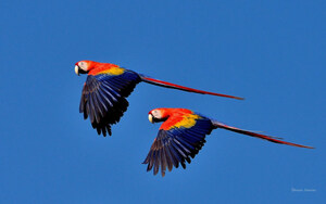 Experience the Best of Costa Rica's Green Season at Crocodile Bay Resort