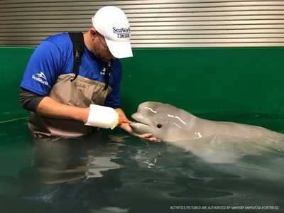 Stranded baby beluga dies in Alaska - The San Diego Union-Tribune