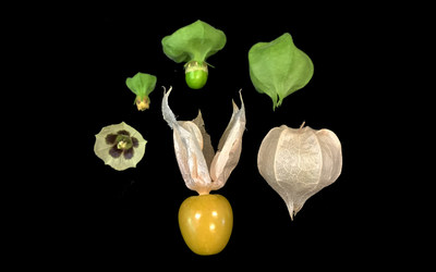 The various stages of the groundcherry from flower (left) to fruit (right and center), as studied by Dr. Zachary Lippman and his team