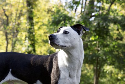 Spreading the Word about Pet-Friendly Green Spaces: TurfMutt Sponsors New Television Show, Ready, Set, Pet