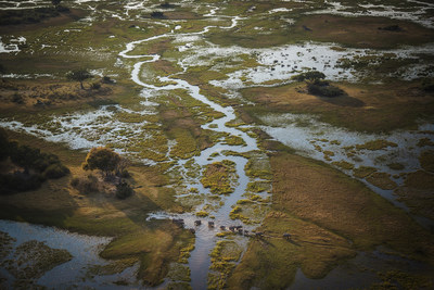Elephants wade through water that floods the Okavango Delta annually after flowing down from the Angolan Highlands. Shot on assignment for a National Geographic magazine story about the National Geographic Okavango Wilderness Project, which aims research the river system that feeds Africa's Okavango Delta in order to inform decisions to protect it. The National Geographic Society has partnered with Google on technology that inspires action to protect places like the Okavango watershed. Photo credit: Cory Richards