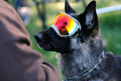 Lisa Williams is reflected in the googles of her late German Shepherd, Fala, who overcame two autoimmune diseases and vision loss to compete at the DockDogs World Championship. Credit: VetriScience