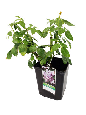 Golden Valley Roses Launches National Rose Festival to Offer Flower Lovers the Formidable Fortuniana