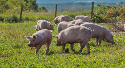 Pigs enjoying a crate-free environment on a certified organic duBreton farm (CNW Group/duBreton)
