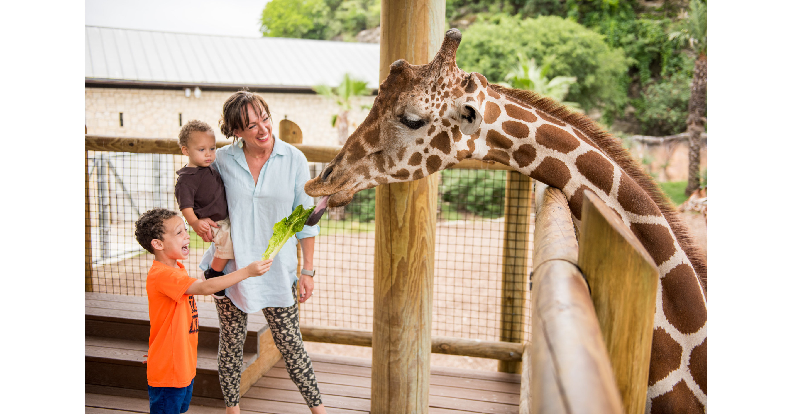 San Antonio Zoo Applauds Efforts to Bring Back Geoffrey the Giraffe ...