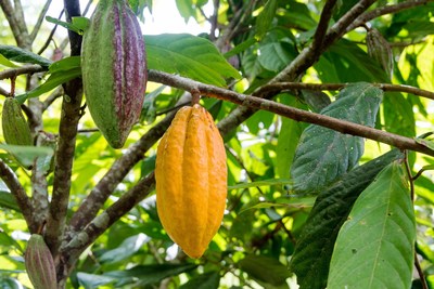 The cacao tree