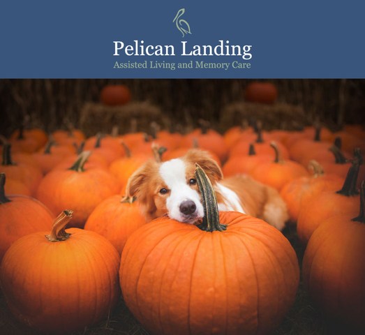 Pelican Landing Assisted Living and Memory Care hosts Paws and Pumpkins animal adoption event in partnership with H.A.L.O. Rescue this Sunday, October 14th from 1-4pm in Sebastian, Fla.