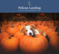 Pelican Landing Hosts Paws and Pumpkins to Support H.A.L.O. Rescue of Indian River County
