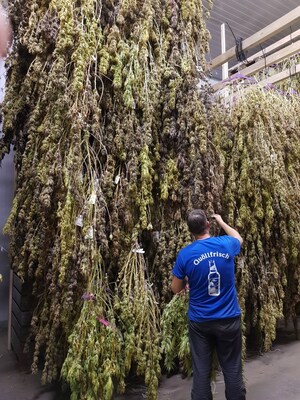 Harvesting of 20,000 cannabis plants is underway at LGC Capital's Swiss partner, Viridi Unit's Geneva growing facility