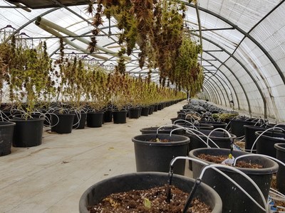 Figure 3: Viridi's freshly cut cannabis plants in the growing greenhouse (CNW Group/LGC Capital Ltd)