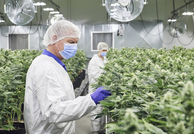 Emblem Corp. staff inspect plants at the Company's facility in Paris, ON. (CNW Group/Emblem Corp.)