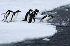 Backlog of Antarctic Marine Protected Areas Blocking Promised Network