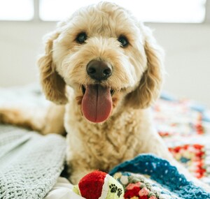 Pet Tech Leader CUDDLY Celebrates the Special Bond Humans Have with Their Pets via an Innovative Product Registry Platform