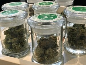 Crashes rise in first states to begin legalized retail sales of recreational marijuana