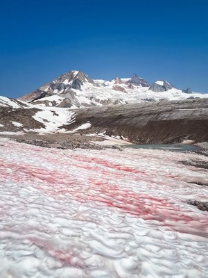 Watermelon Snow (CNW Group/Genome British Columbia)