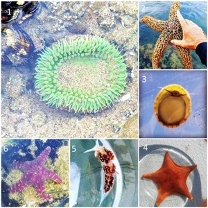 Hauntingly Beautiful Biology Below the Surface in Morro Bay