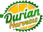 Durian Harvests Exports Musang King Durian to China