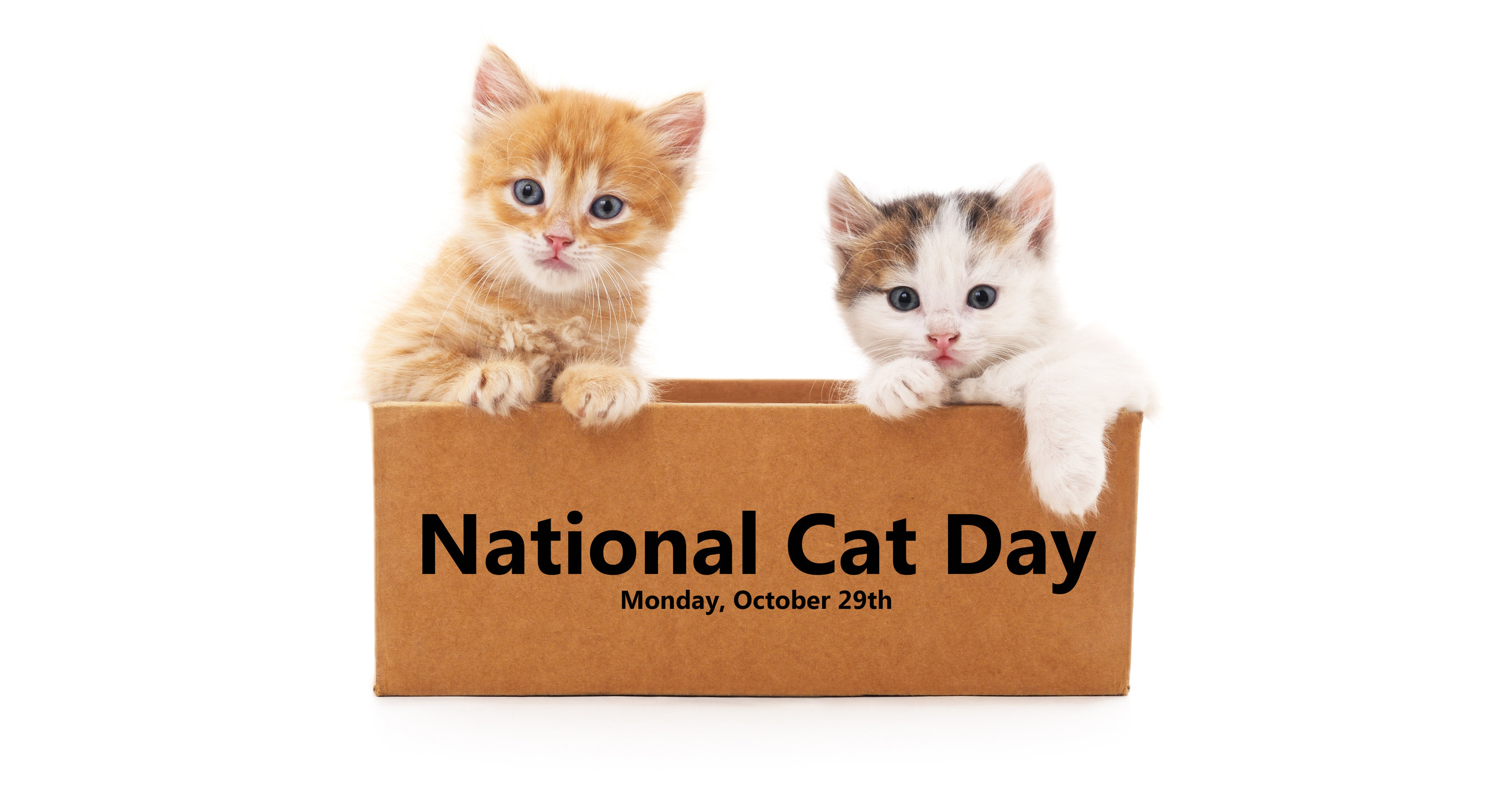 Join Litter Genie & Support Shelter Cats Across America This National ...