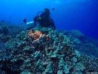 Unprecedented Global Image of Coral Reefs from Allen Coral Atlas Released