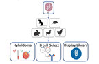 ImmunoPrecise Antibodies Ltd. Announces Genetic Immunization Platform