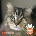 Cat's Out Of The Bag: Petcurean Announces Call For Submissions For National Contest To Raise Awareness For Overlooked, Purrfectly Adoptable Shelter Cats