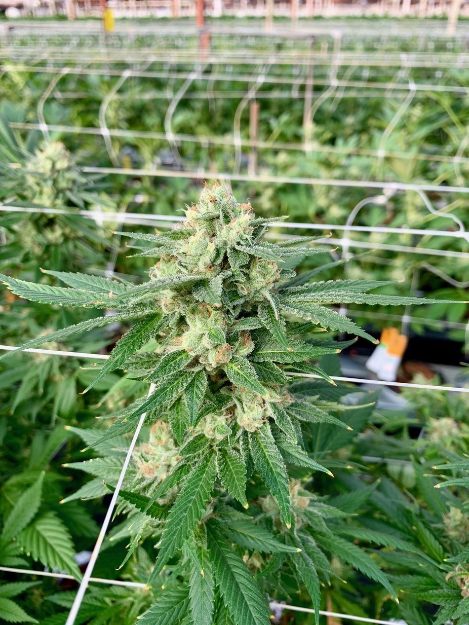 Cresco Labs Celebrates Pilot Harvest And Flagship Cannabis Product