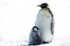 Pew Expresses Disappointment With Lack of New Protections for the Southern Ocean