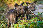 First Litter of African Painted Dogs Born at ZooTampa at Lowry Park