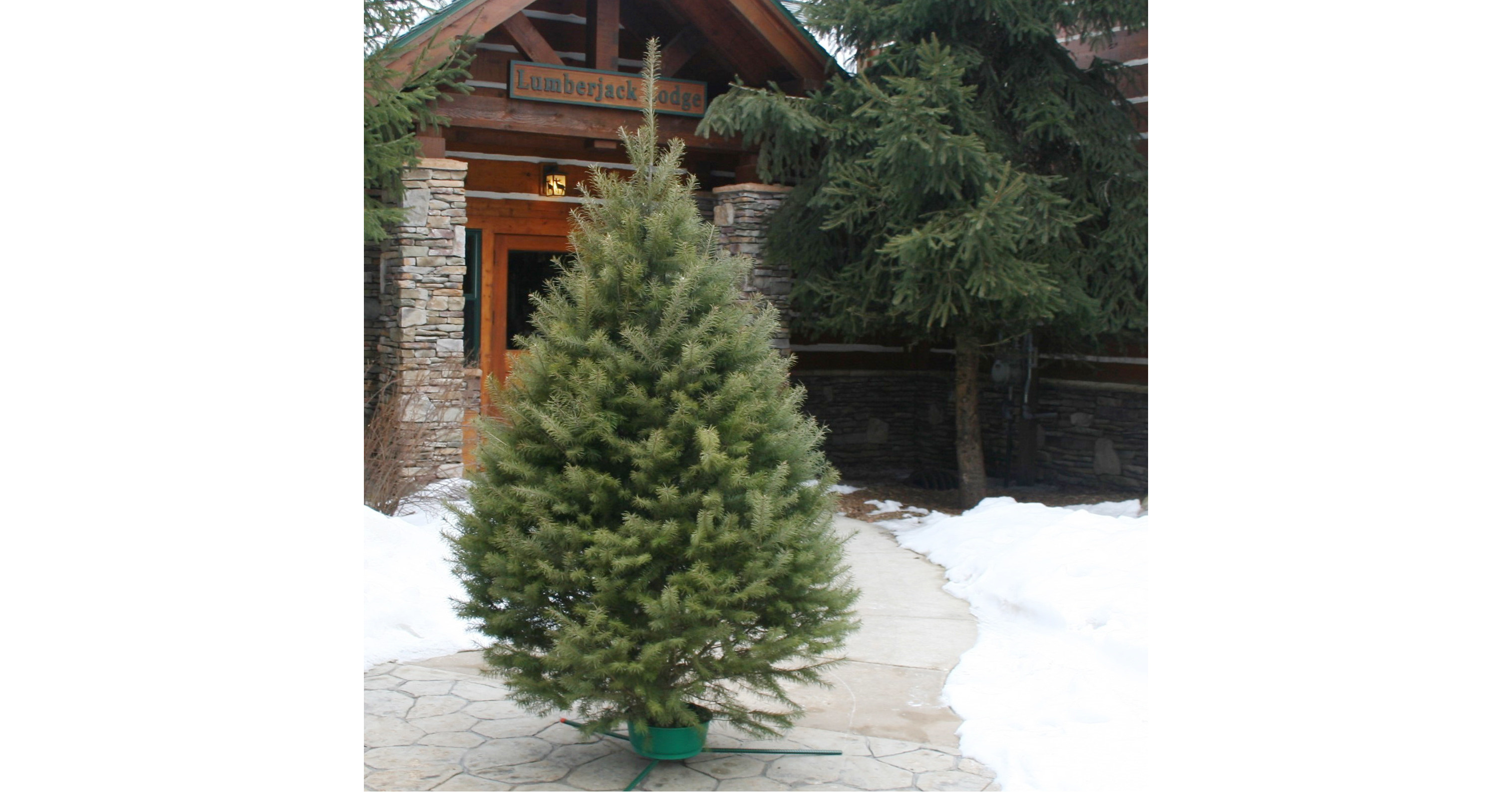 Hallmark FreshCut Christmas Trees Now Available on
