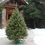 Hallmark Fresh-Cut Christmas Trees Now Available on Amazon.com