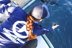 37 Baby Sea Turtles Released into the Ocean in Florida